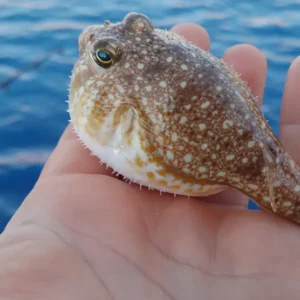 fishingtripskalives smallfish fishingtripskalives smallfish