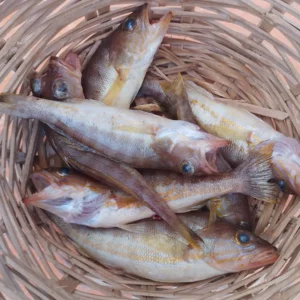 fishingtripskalives fishes fishingtripskalives fishes
