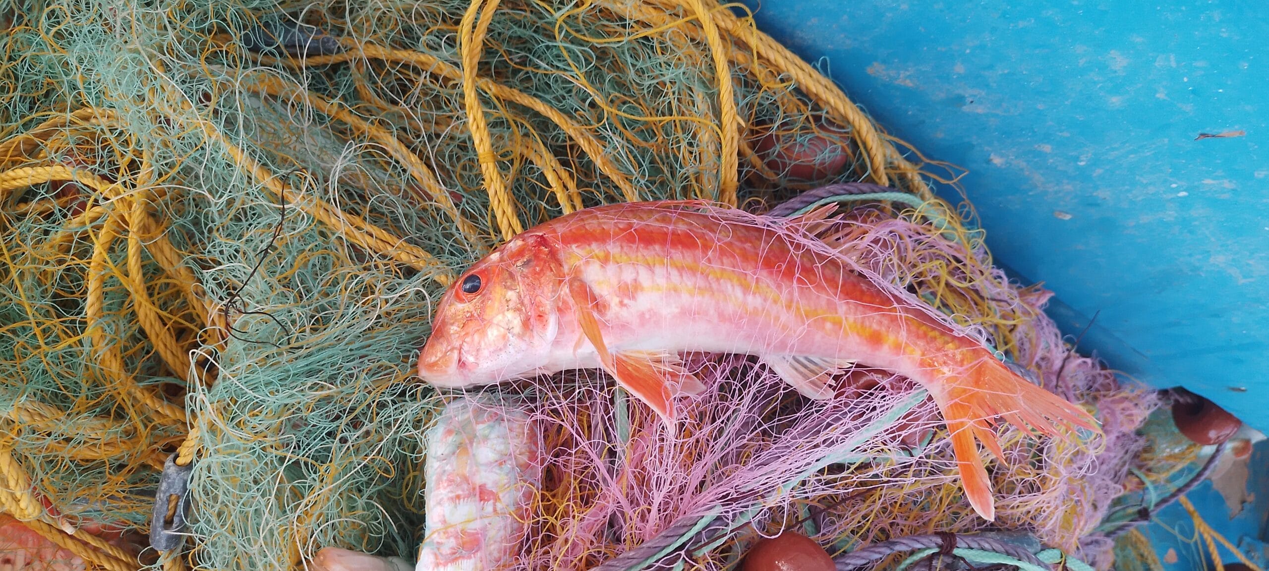 fishingtripskalives nets fishing 01 scaled fishingtripskalives net fishing