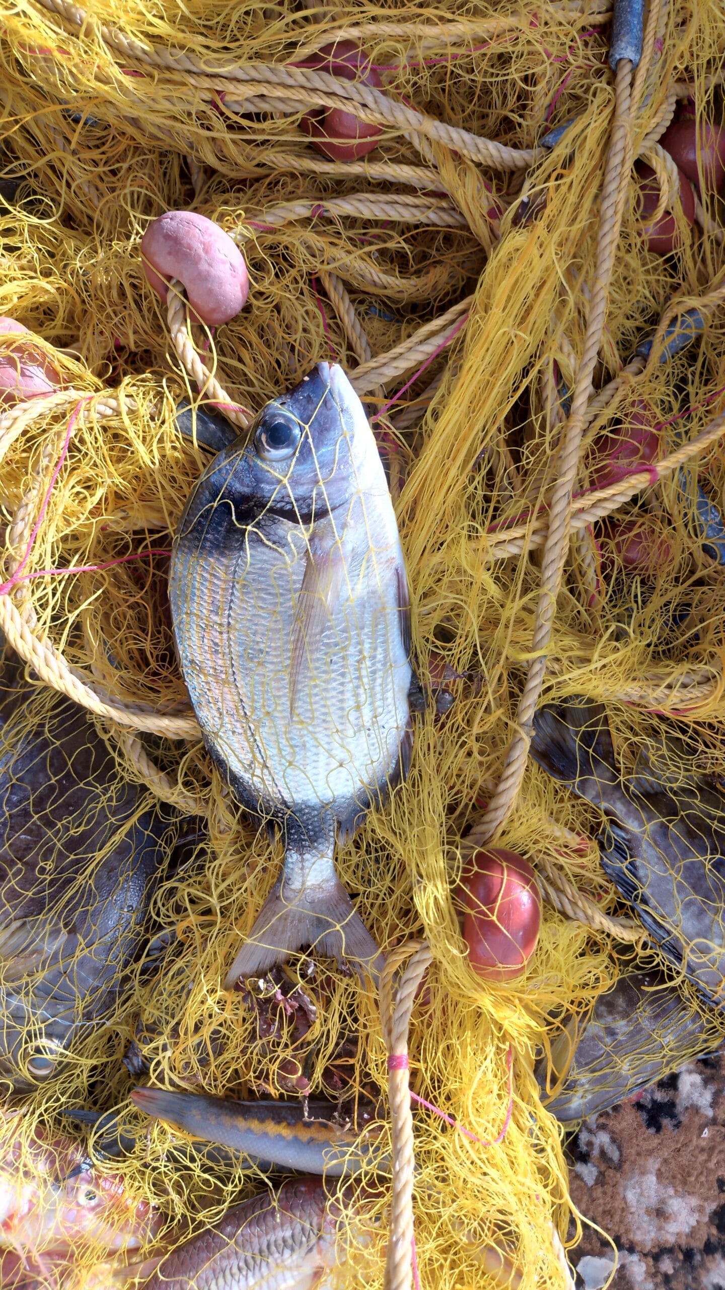 fishingtripskalives nets fishing 11 scaled fishingtripskalives net fishing