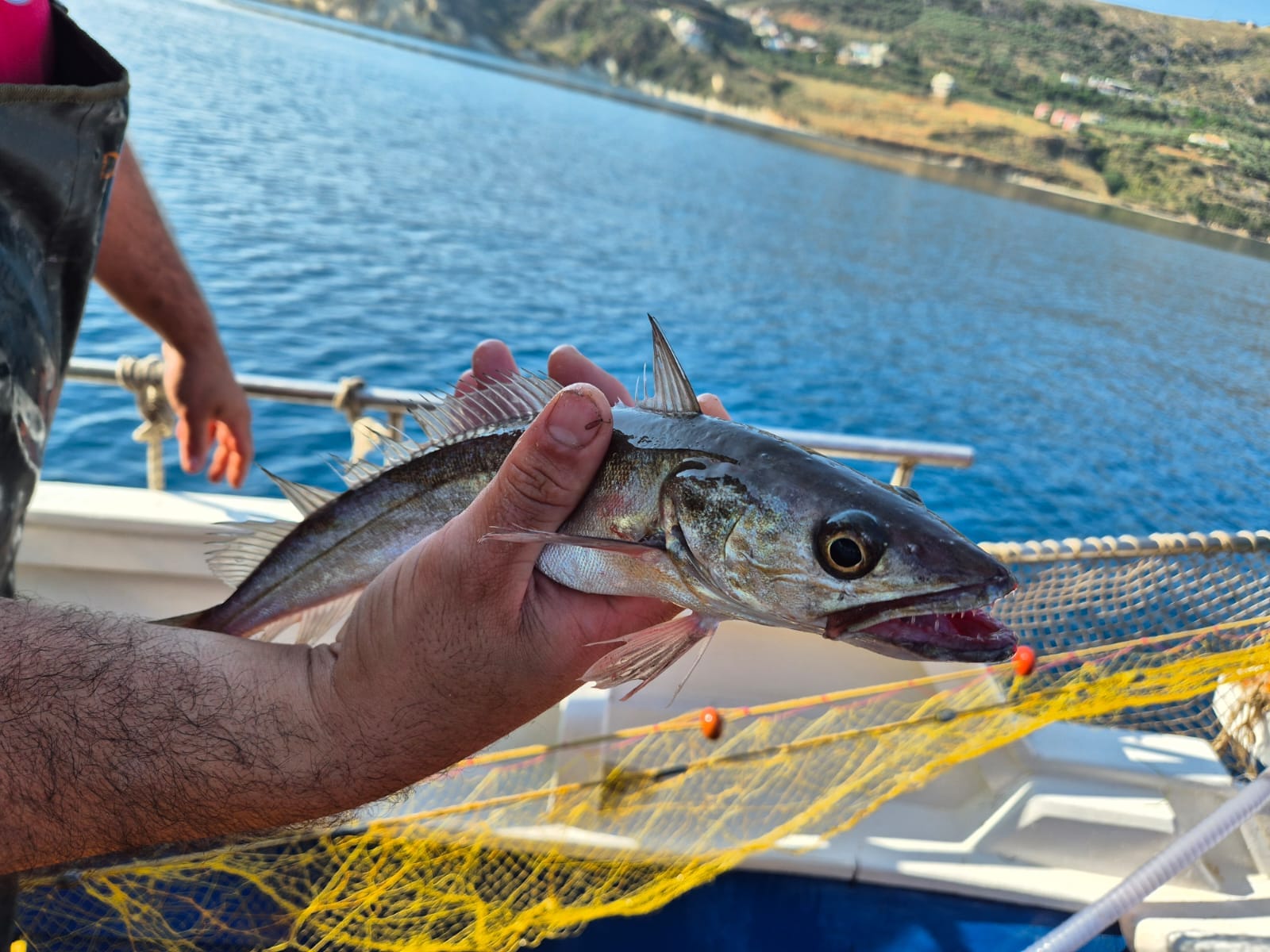 Αρχείο εικόνας WhatsApp 2025 06 03 στις 20.47.49 3c4a96a1 1 fishingtripskalives net fishing cod