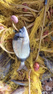 fishingtripskalives net fishing