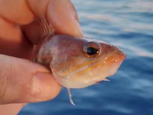 fishingtripskalives rod fishing