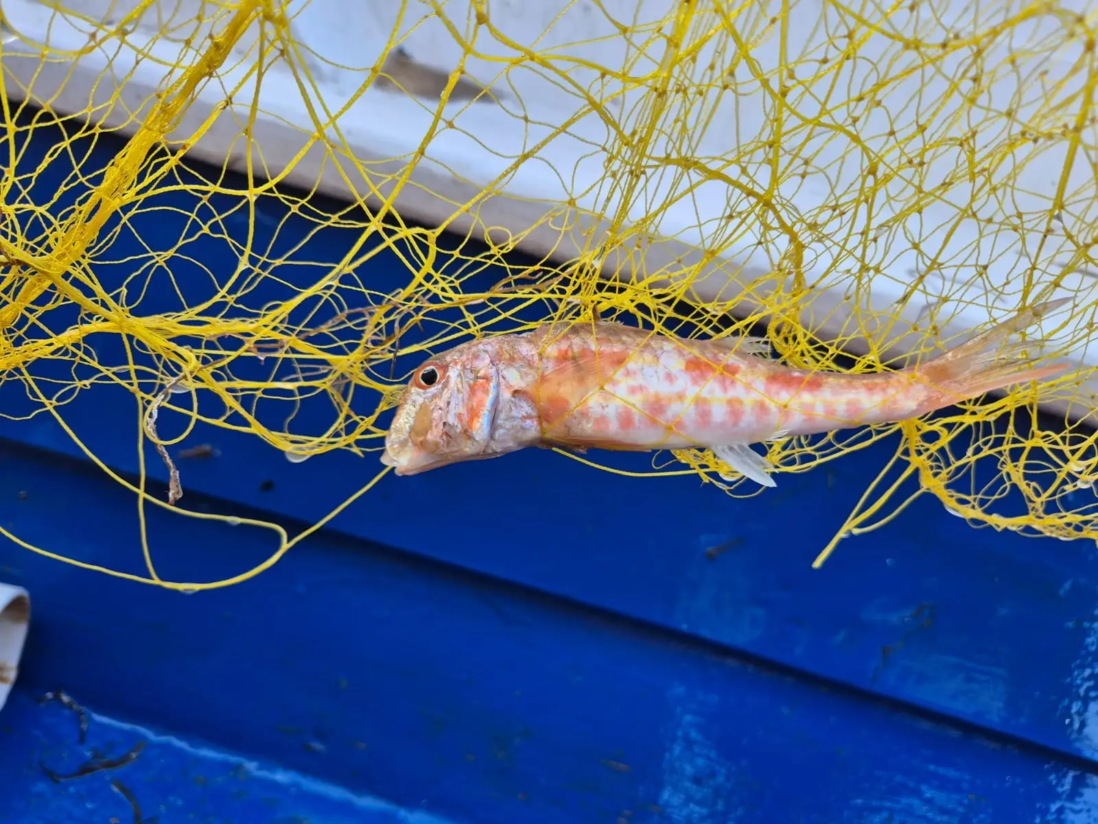 fishingtripskalives net fishing red mullet