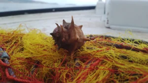 fishing trips kalives chania net fishing 1025 113227