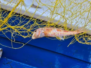 fishing trips kalives chania net fishing 2025 06 03 στις 20.47.49 12ea9135