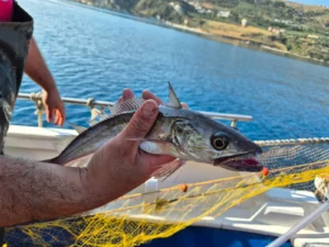 fishing trips kalives chania net fishing 2025 06 03 στις 20.47.49 3c4a96a1