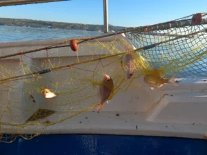 fishing trips kalives chania net fishing PR2230 1759559740132