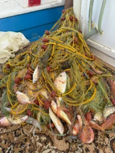 fishing trips kalives chania net fishing fishing trips kalives chania net fishing 0731 WA0013